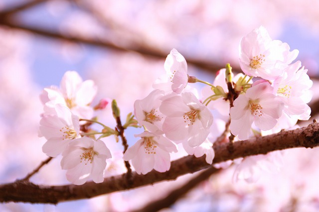 桜