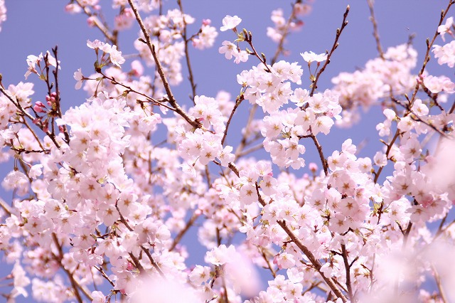 桜日和