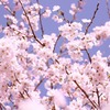 桜日和