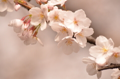 桜ふんわり