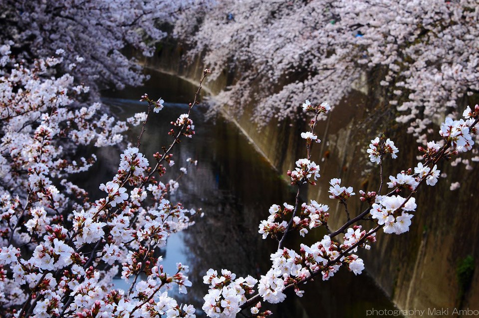 Sakura　２０１３