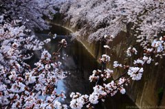 Sakura　２０１３