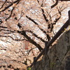 春の散歩③