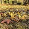 fall