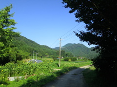 田舎の夏