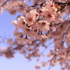 春の散歩④