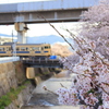 春の散歩①