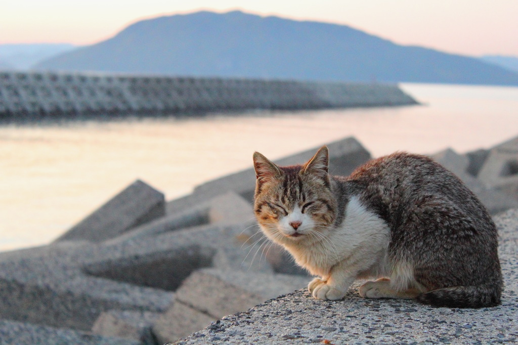 眠たいねこ