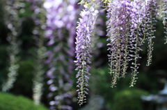 藤の花