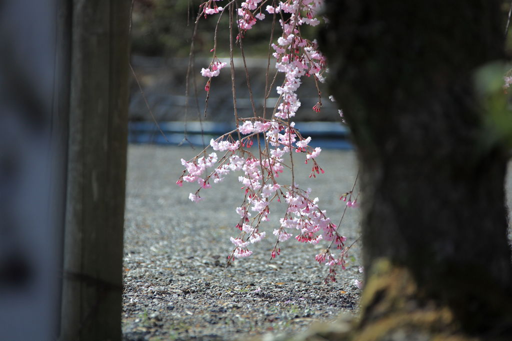 しだれ桜。