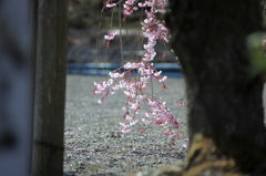 しだれ桜。