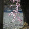 しだれ桜。