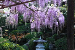 藤の花
