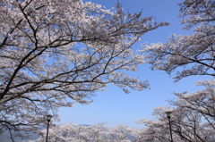 春の空。Sakura. 