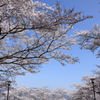 春の空。Sakura. 