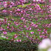 Sakura.
