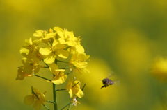 菜の花。ミツバチ？