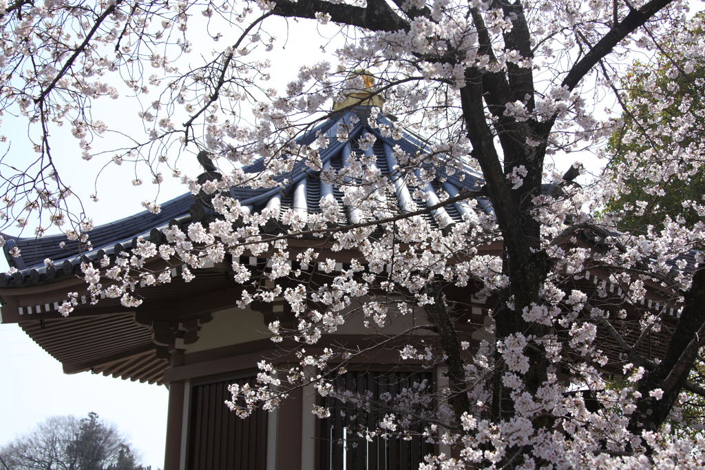 桜　