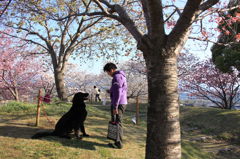 桜と犬と孫