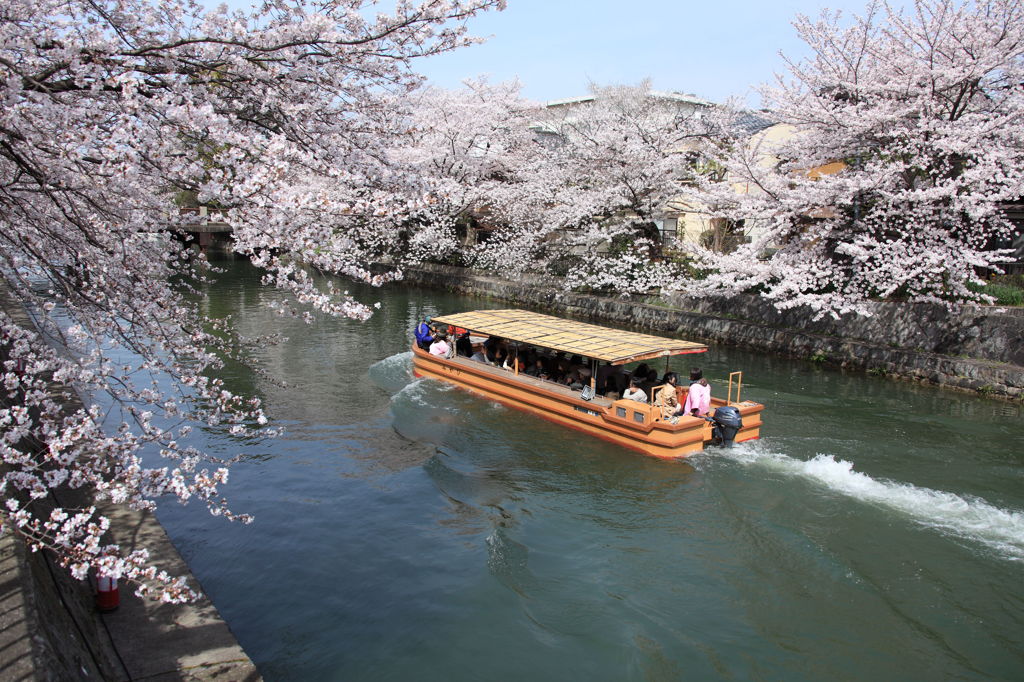 Sakura.京都。