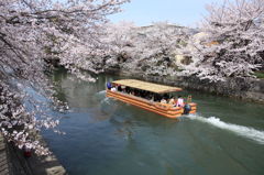 Sakura.京都。