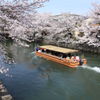Sakura.京都。