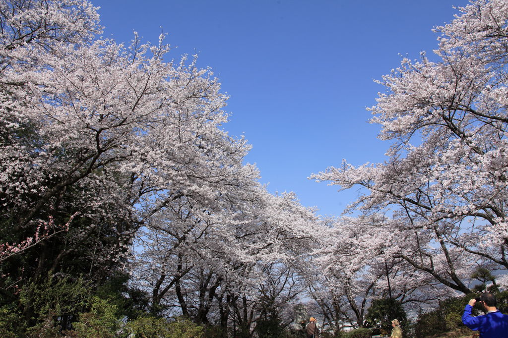 Sakura