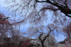 Sakura .京都