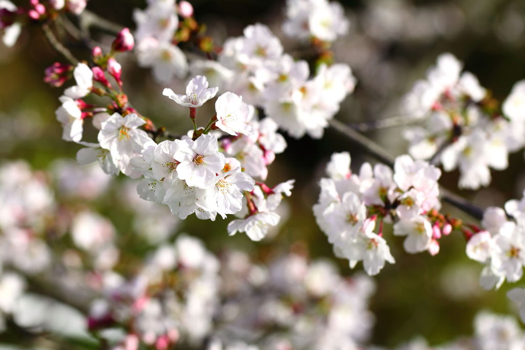 近所のSAKURA