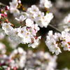 近所のSAKURA