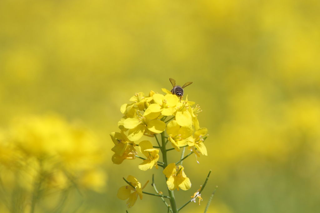 菜の花。ミツバチ作業中。