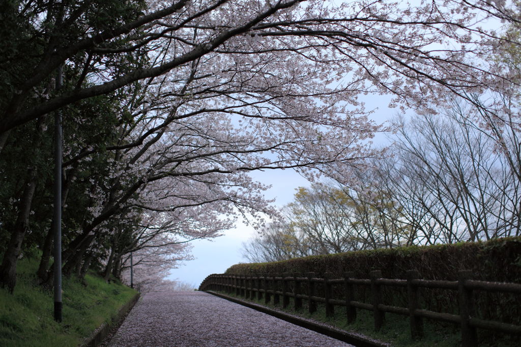 桜散る