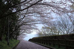 桜散る
