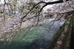 Sakura .京都