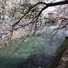 Sakura .京都