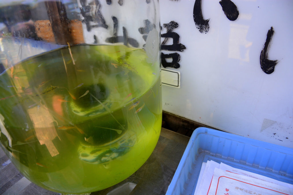 めだか鉢