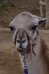Lama
