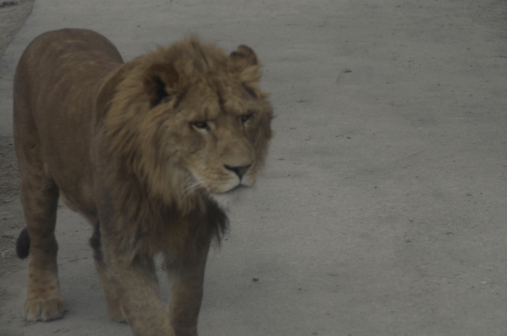 ＫＩＮＧ
