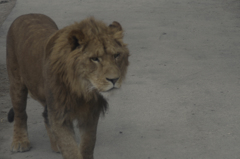 ＫＩＮＧ