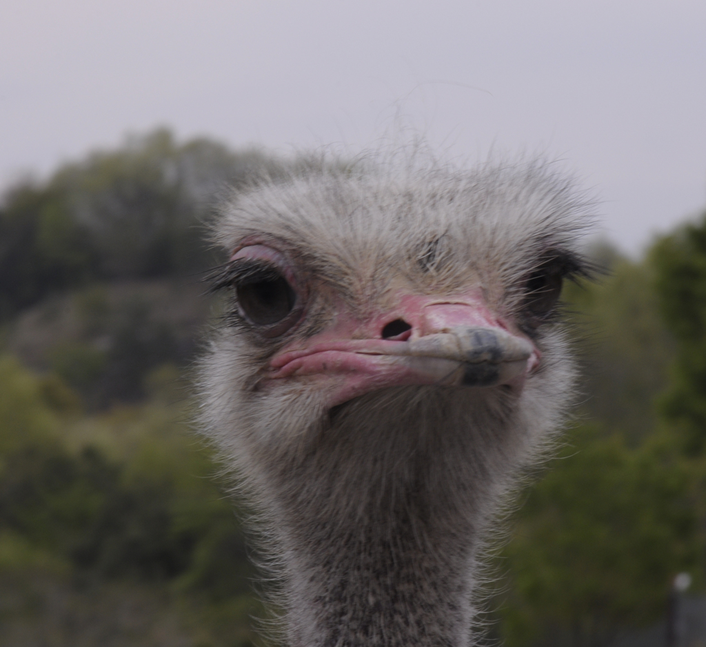 Struthio camelus
