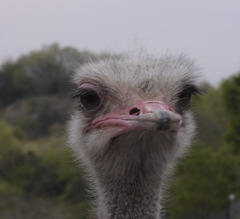 Struthio camelus