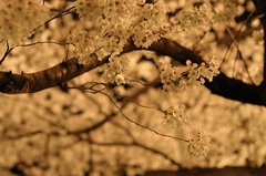 sakura