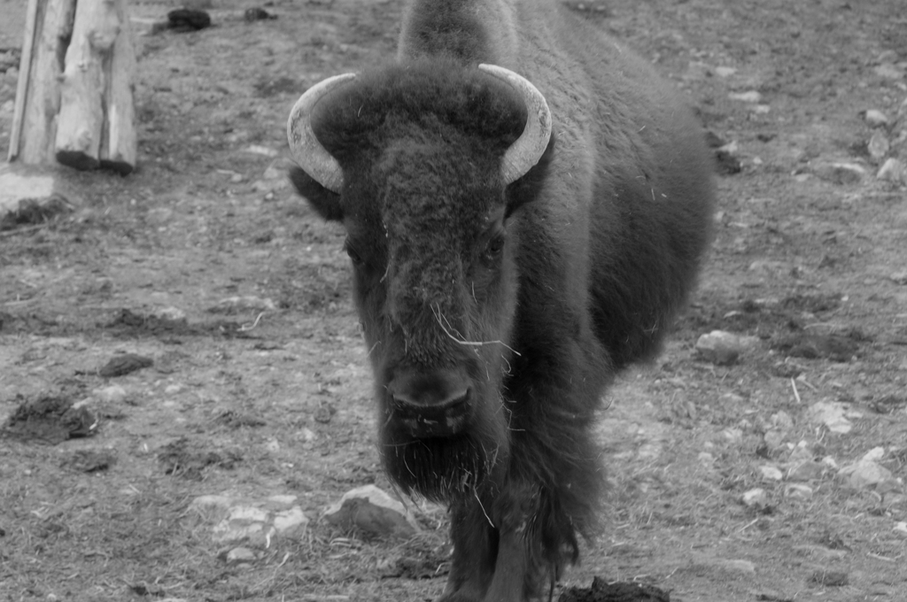 Bison 