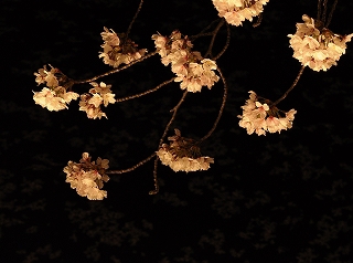 sakura