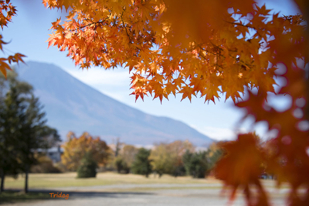山中湖畔の秋