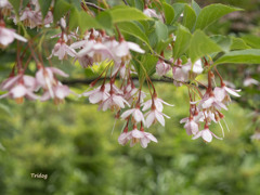 エゴの花