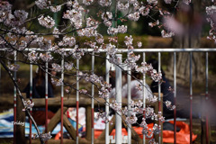 楽しいお花見