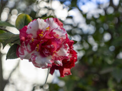 紅白の椿