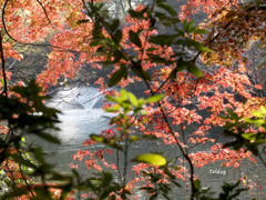 井の頭公園の秋