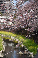 仙川の桜